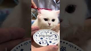 Things that remind cats of their mom #shorts #cat #funny