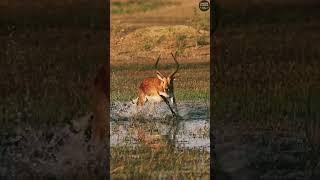 wild dogs attack red lecher #wildlife #wilddog #bbcearth #shorts