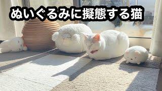 お気に入りのぬいぐるみに擬態する猫が可愛すぎる｜それを見て驚く元野良猫も面白すぎる