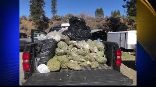 Wildlife officers bust black market marijuana operation in Trinity County