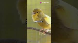 Canary The Singing Sunshine for Your Home