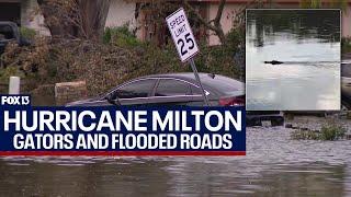 Florida residents spotted gators after Hurricane Milton