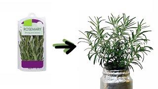 How to Grow Rosemary Cuttings from the Grocery Store