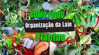 MUDANÇAS NA LAJE,  LÍRIO FLORESCENDO, MINHAS PLANTAS