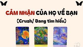 Cảm nhận của họ về bạn (Crush/ Đang tìm hiểu)- Chọn tụ bài (Timeless)