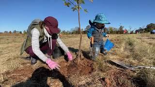 Large-Scale Tree Planting In Taneytown, MD