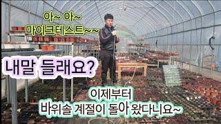 감자는 바위솔로 돌아왔다 ( 처음 바위솔 키우는 분들 꼭 보셔요 )  꼭~