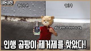 곰팡이 흔적까지 녹인다! 영국이 만든 흉악한 곰팡이제거제! 아스토니쉬 곰팡이제거제 리뷰ㅣ내돈내산