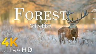 Forest in Winter 4K Amazing Aerial Film - Peaceful Piano Music - Amazing Nature - Video 4K Ultra HD