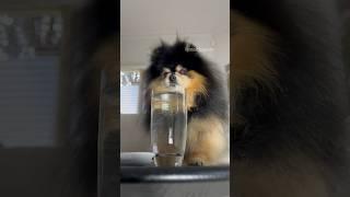 Pomeranian takes revenge on owner  #dog #pomeranian