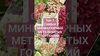 Топ-7 гортензий высотой от 30см до 70см. Карликовые метельчатые гортензии.