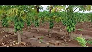 Beerashada Babayga Kalina  ( Calina papaya farming  )