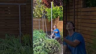 Plant two successions on one trellis: Mid-season crop swap on the Freyr trellis