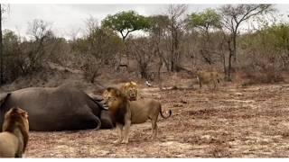 Big male lion gets ambushed by two lion brothers