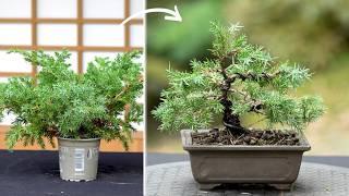 Cheapest Bonsai tree challenge ($2 Juniper)