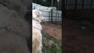 Борзая и медведь #велесова #борзые