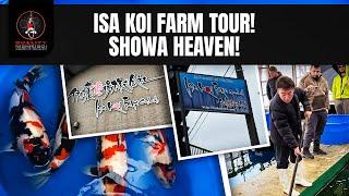 ISA KOI FARM - WALKAROUND/TOUR!!