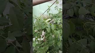 Aparajita/butterfly pea plant #garden