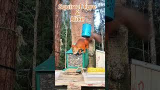 The squirrel Ture & Alice