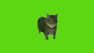 oo ee a e a Cat Green Screen