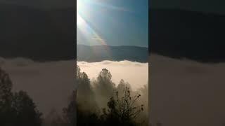 California - Berry Creek - Fog -