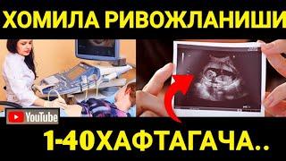 HOMILA RIVOJLANISHI |1-40haftagacha |Stages of pregnancy