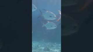 Underwater Wonders plus Relaxing Music Guitar Rhythm