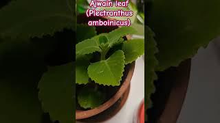 Ajwain leaf