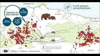 Bear sub populations infographic