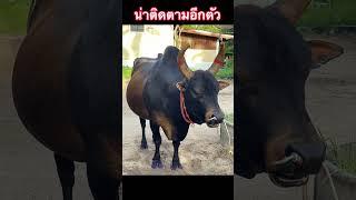 ปรวัติวัวชน #พี่เสือแดนใต้ #วัวชน #วัวชนแดนใต้ #ถ่ายทอดสดวัวชน #วัวชนเงินล้าน #วัวชนสด #วัวชนภาคใต้