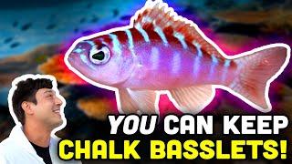 Talking Fish: Chalk Bass! The ULTIMATE Beginner Fish?