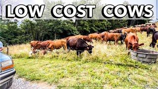 HOW TO RAISE BEEF WITHOUT GOING BROKE | Polyface Farm Tour with Joel Salatin Grass Fed Beef