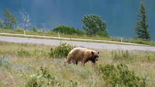 Rare BLONDE BEAR sighting near Waterton Village - Waterton Lake National Park