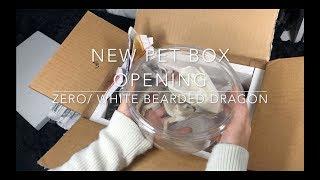 New Pet Box Opening -  Zero/White Bearded Dragon