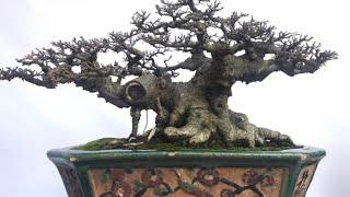 Top Amazing Bonsai Exhibition Vietnam part 1