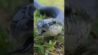 Making Friends With A Black Rat Snake! #snake #wildlife #reptiles #animals