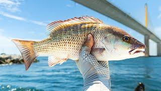 EASY Mangrove Snapper Fishing Under Skyway Bridge Tampa Bay