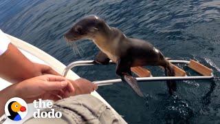 Hurt Sea Lion Asks Boaters For Help | The Dodo