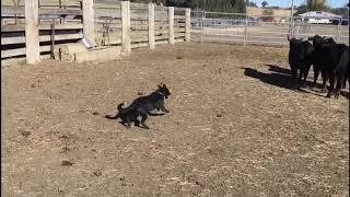 2018 National Working Stock Dog Sale,  Dude