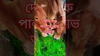 দেশি গরু পালনে লাভ অধিক #shorts #shortsfeed