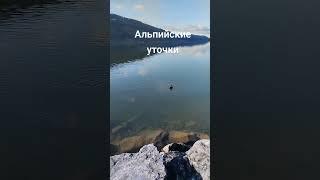 Альпийские уточки #уточки #Альпы #trip #shorts #Калинина_гид