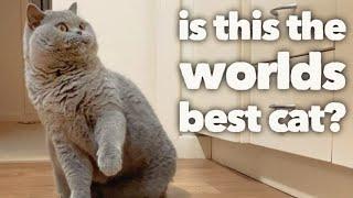 British Shorthair Cat Review after 5 years:  The worlds best cat? (OFFICIAL VIDEO)