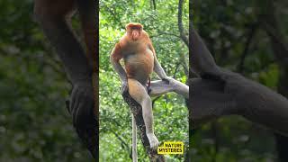 How does the structure of the proboscis monkey's nose differ from other primates #shorts #monkey