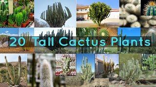 20 Tall Cactus Plants to Grow At Home