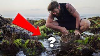 Hunting For RARE Animals In Tidepools