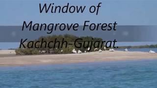 WINDOW OF MANGROVE FOREST KACHCHH  -- By Ritesh Pokar