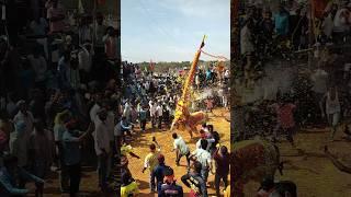 AVS DON  JALLIKATTU HOSUR JALLIKATTU HORI HABBA KUCHLUPANDAGA AATHUKATU BULL RACE 