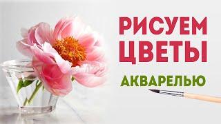 ПИОН - как рисовать цветы акварелью (ботаническая иллюстрация).