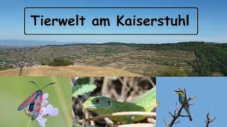 Wildlife at the Kaiserstuhl - one of the hottest areas in Germany