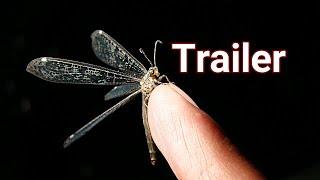 Wild Nature & Veterinary (Trailer) exotic veterinarian, wildlife, nature sounds, animals & insects